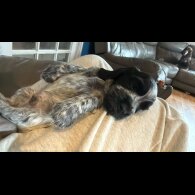 Cocker Spaniel (Show)