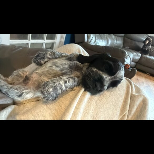 Cocker Spaniel (Show)