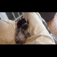 Cocker Spaniel (Show)