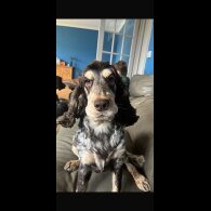 Cocker Spaniel (Show)