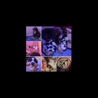 Cocker Spaniel (Show)