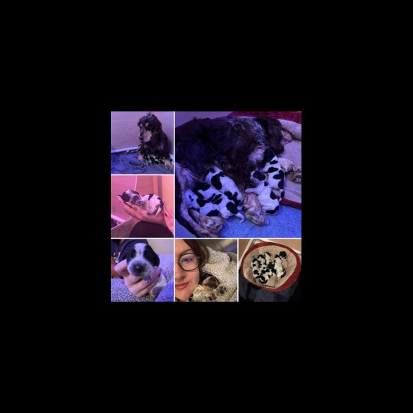 Cocker Spaniel (Show)