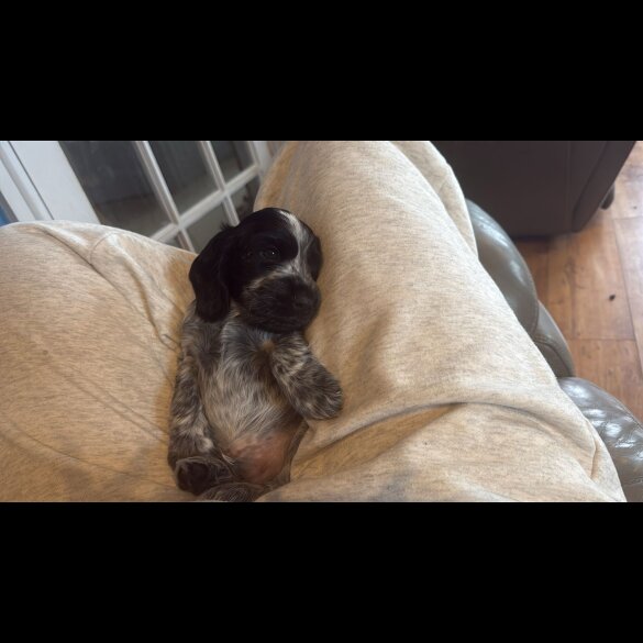 Cocker Spaniel (Show)