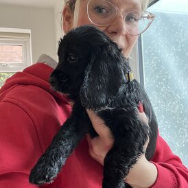Cocker Spaniel (Show)