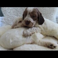 Cocker Spaniel (Show)