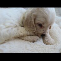 Cocker Spaniel (Show)