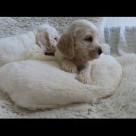 Cocker Spaniel (Show)