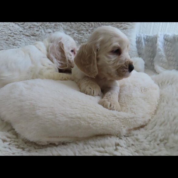 Cocker Spaniel (Show)