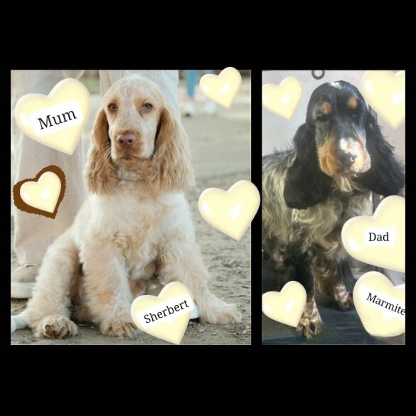 Cocker Spaniel (Show)