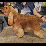 Cocker Spaniel (Show)