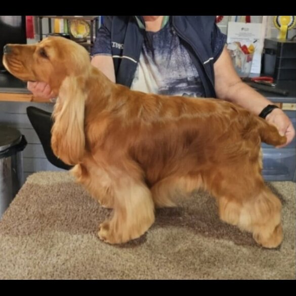 Cocker Spaniel (Show)