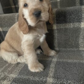 Cocker Spaniel (Show)