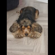 Cocker Spaniel (Show)