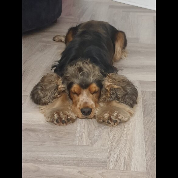 Cocker Spaniel (Show)