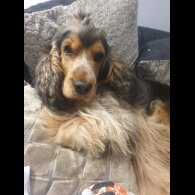 Cocker Spaniel (Show)