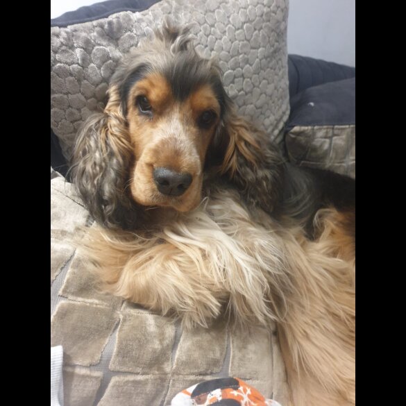 Cocker Spaniel (Show)