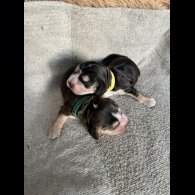 Cocker Spaniel (Show)