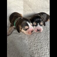 Cocker Spaniel (Show)