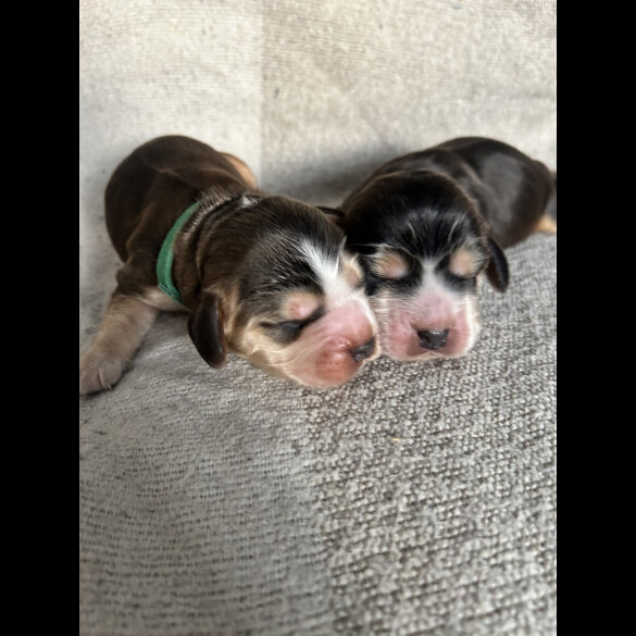 Cocker Spaniel (Show)