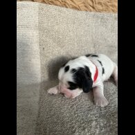 Cocker Spaniel (Show)