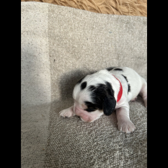 Cocker Spaniel (Show)