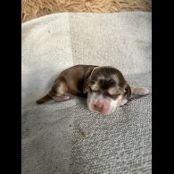 Cocker Spaniel (Show)