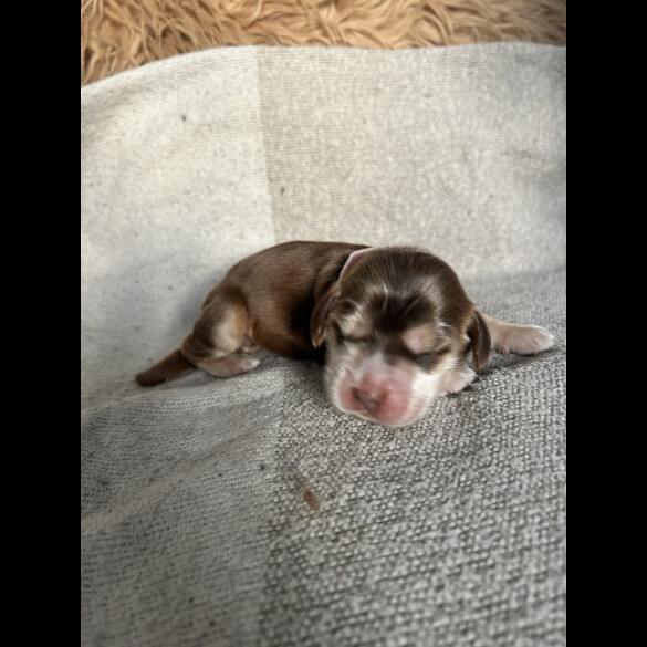 Cocker Spaniel (Show)