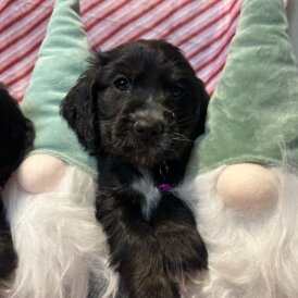 Cocker Spaniel (Show)