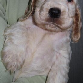 Cocker Spaniel (Show)