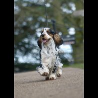 Cocker Spaniel (Show)