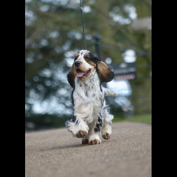 Cocker Spaniel (Show)