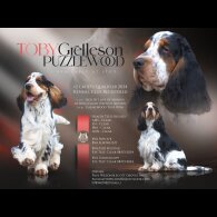 Cocker Spaniel (Show)