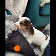 Cocker Spaniel (Show)