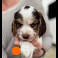 Cocker Spaniel (Show)