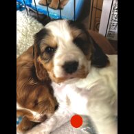 Cocker Spaniel (Show)