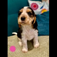 Cocker Spaniel (Show)