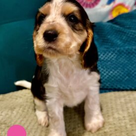 Cocker Spaniel (Show)