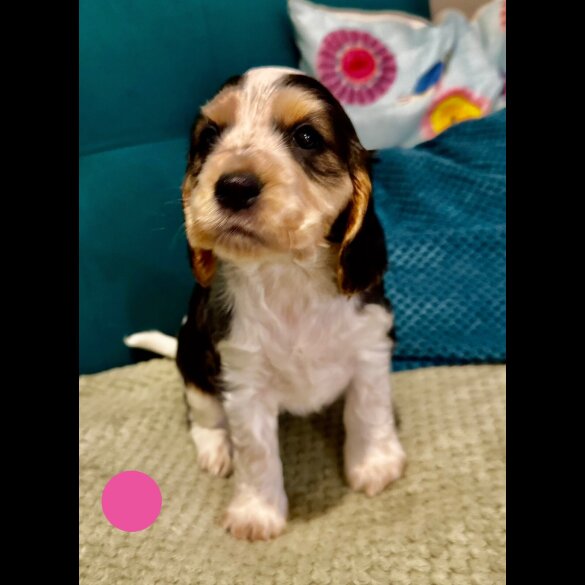 Cocker Spaniel (Show)