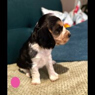 Cocker Spaniel (Show)