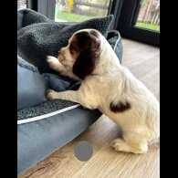 Cocker Spaniel (Show)