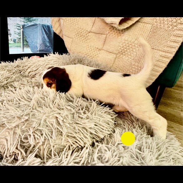 Cocker Spaniel (Show)