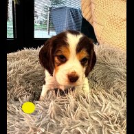 Cocker Spaniel (Show)