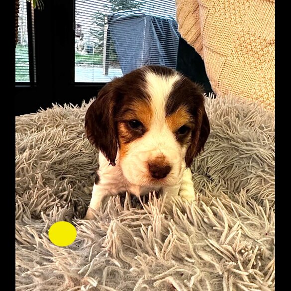 Cocker Spaniel (Show)