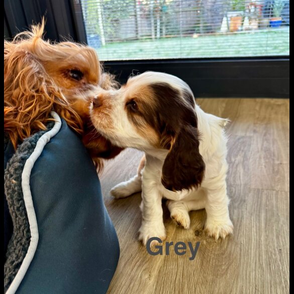 Cocker Spaniel (Show)