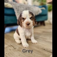 Cocker Spaniel (Show)