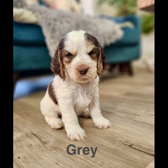 Cocker Spaniel (Show)