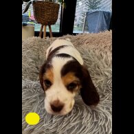 Cocker Spaniel (Show)