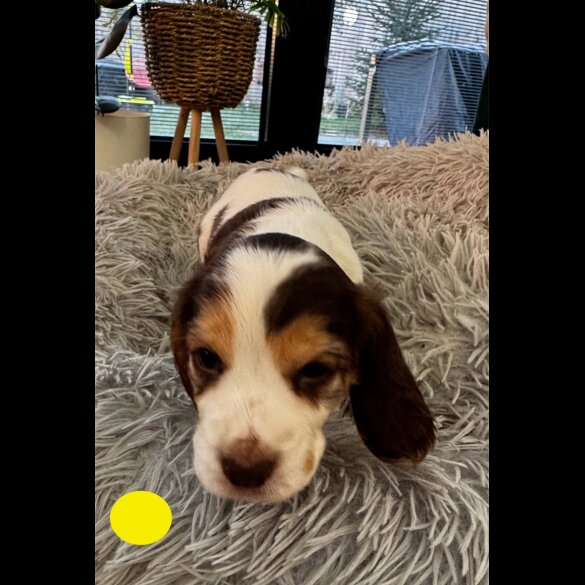 Cocker Spaniel (Show)