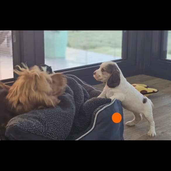 Cocker Spaniel (Show)