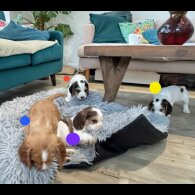 Cocker Spaniel (Show)